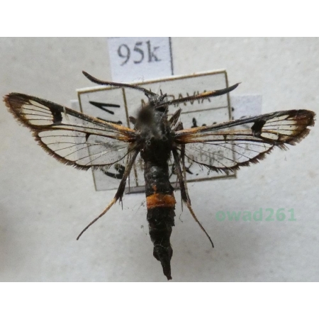 Synanthedon culiciformis (Linnaeus, 1758) Przeziernik komarowiec Czech95k